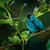 Kvetomil cernohlavy - Chlorophanes spiza - Green Honeycreeper o4948